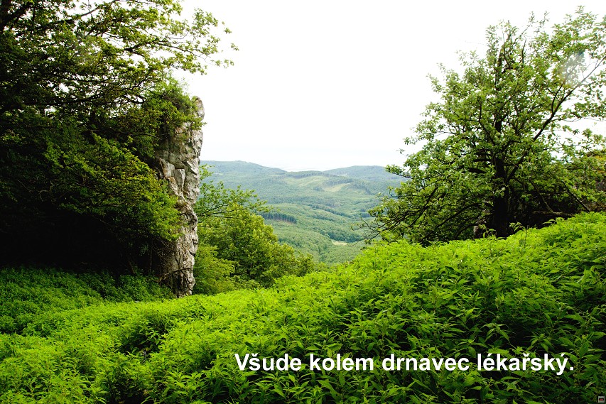 img00008.jpg