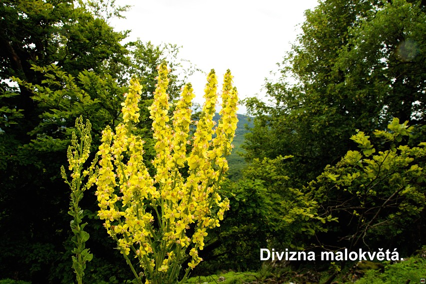 img00016.jpg