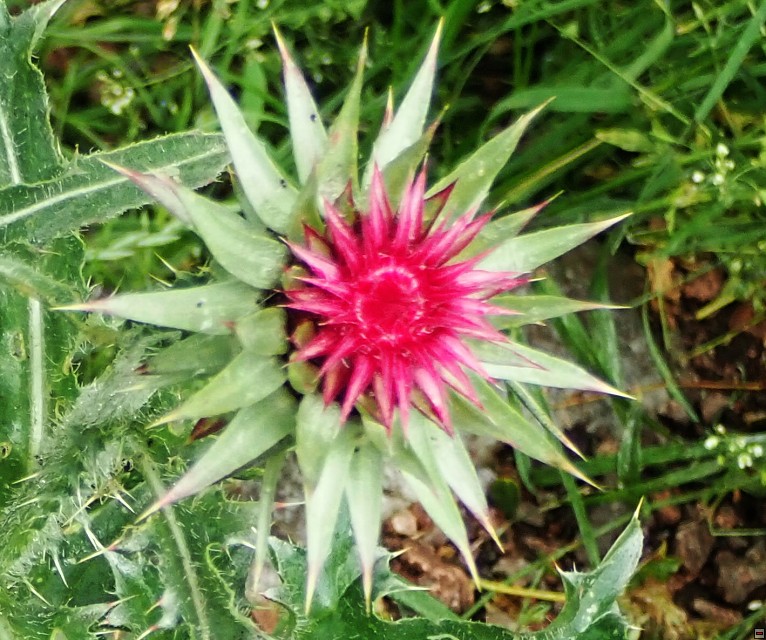 img00020.jpg