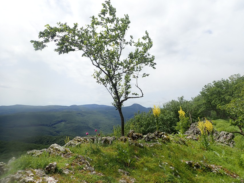 img00029.jpg