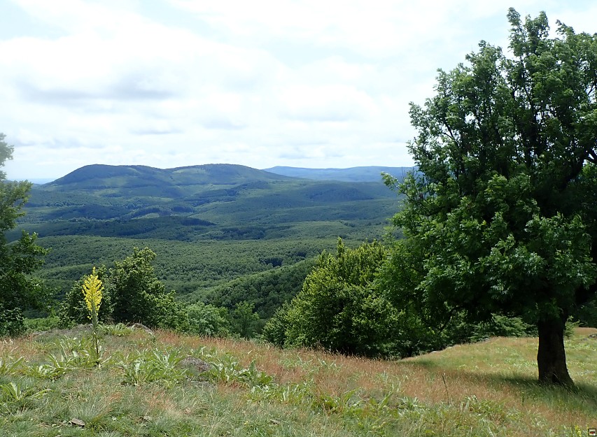 img00041.jpg