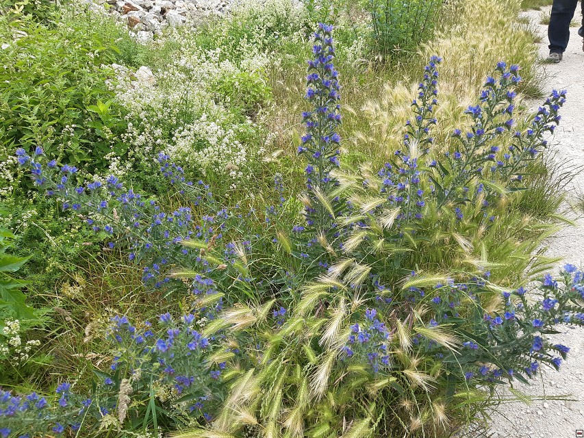 img00078.jpg