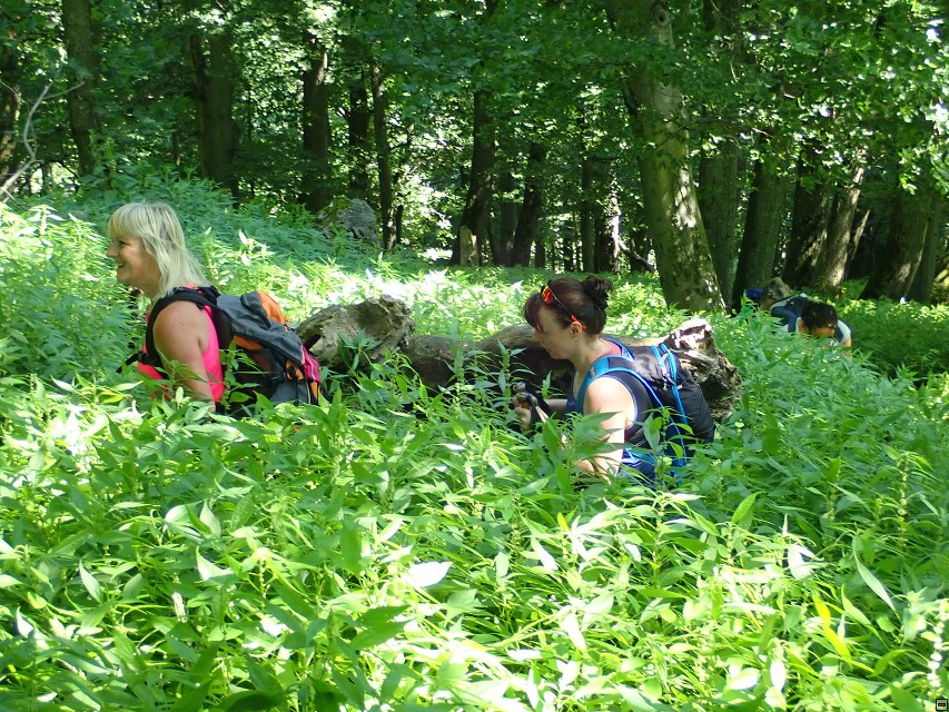 img00017.jpg