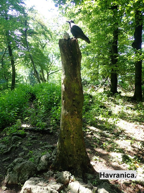 img00020.jpg