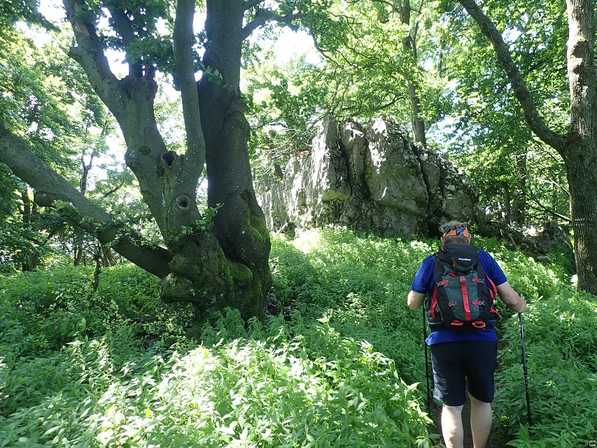 img00037.jpg