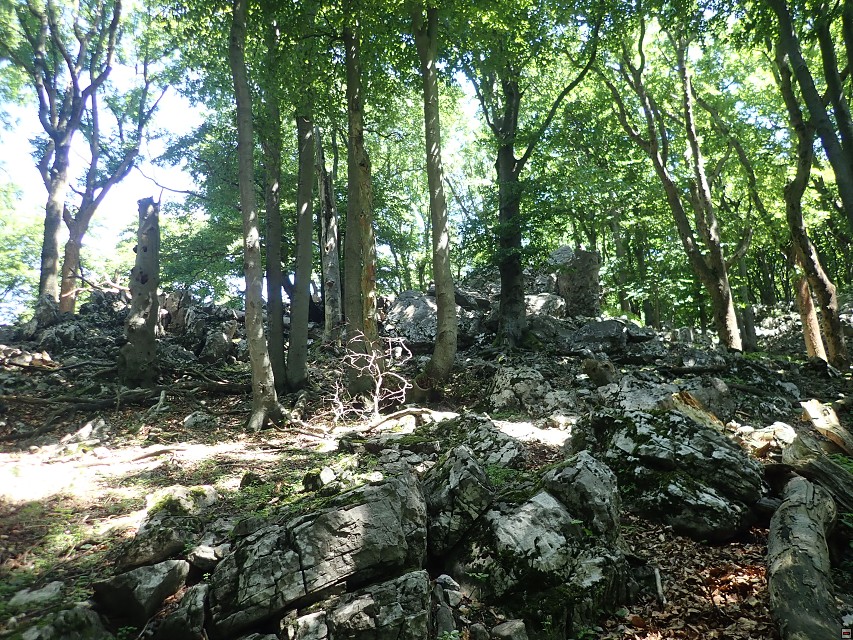 img00039.jpg