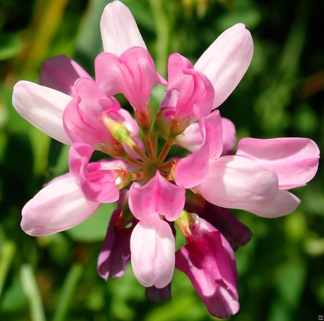 img00066.jpg