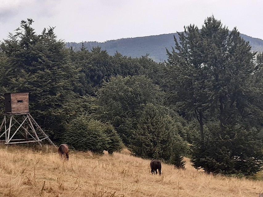img00014.jpg