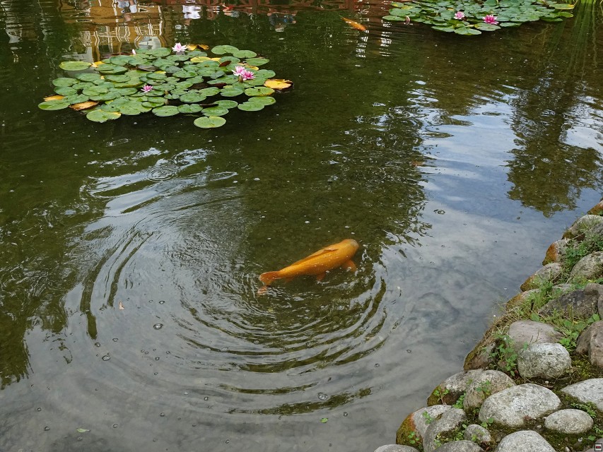 img00061.jpg