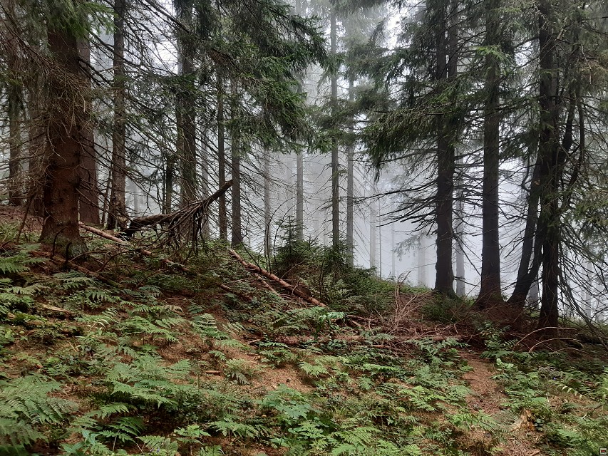 img00039.jpg