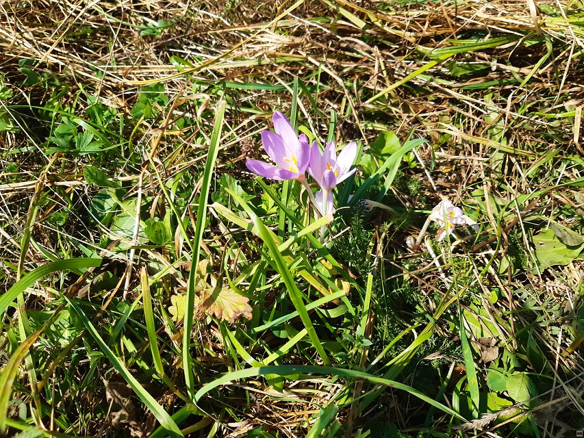 img00073.jpg