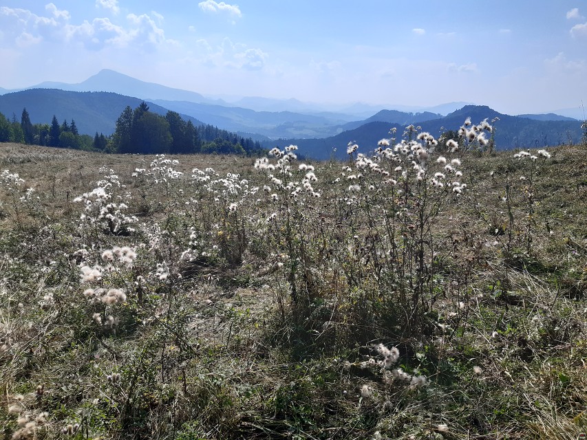 img00075.jpg