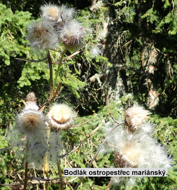 img00027.jpg