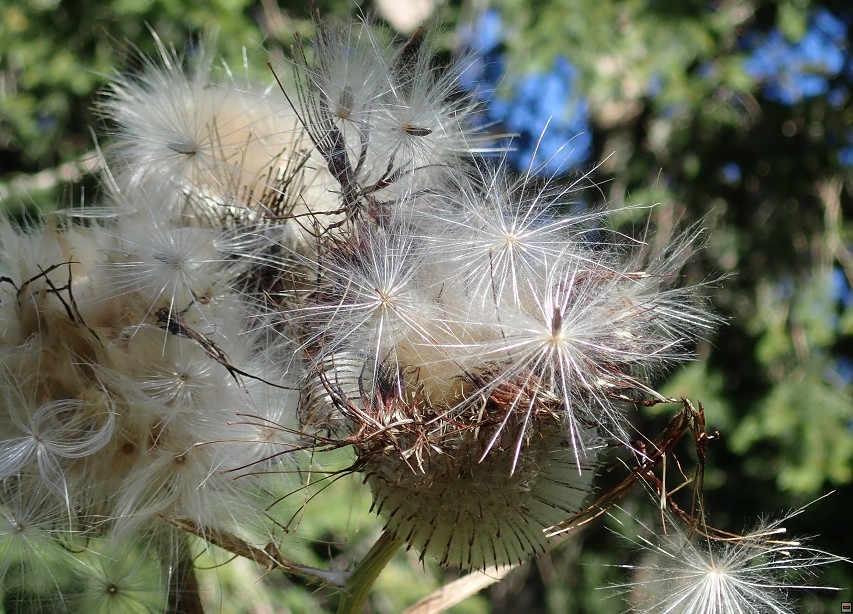 img00028.jpg