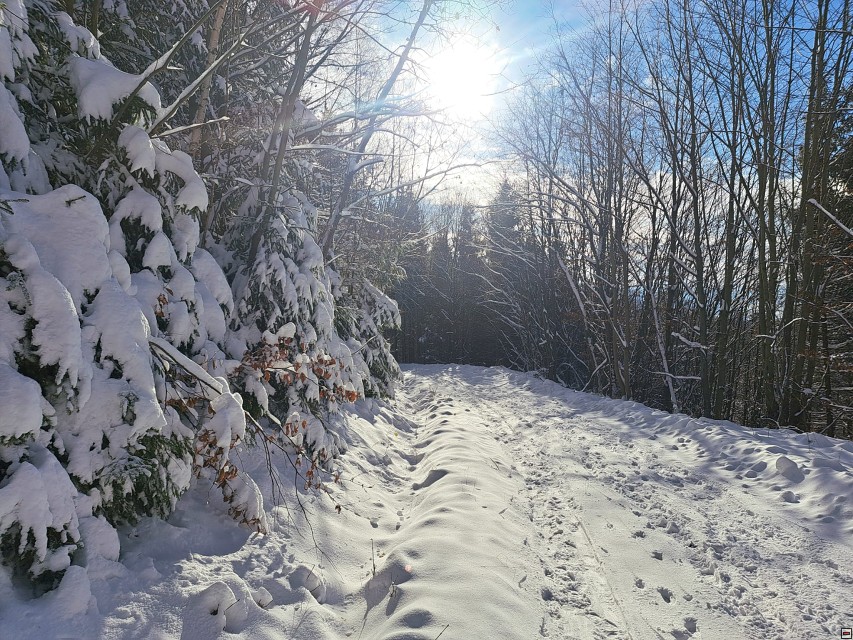 img00009.jpg