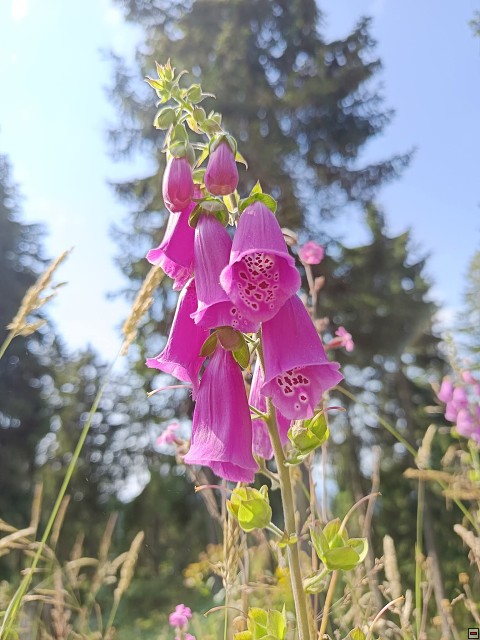 img00033.jpg