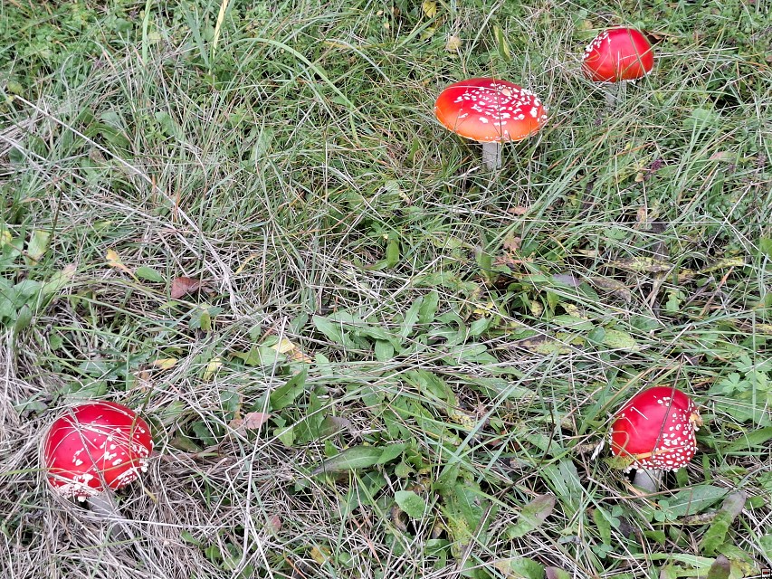 img00036.jpg