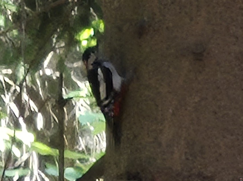 img00012.jpg