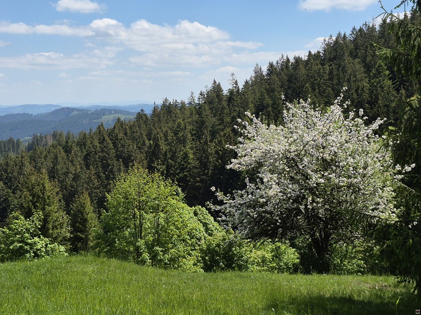 img00040.jpg