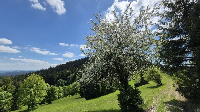 img00041.jpg
