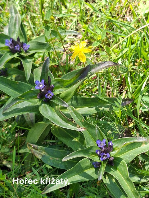 img00059.jpg