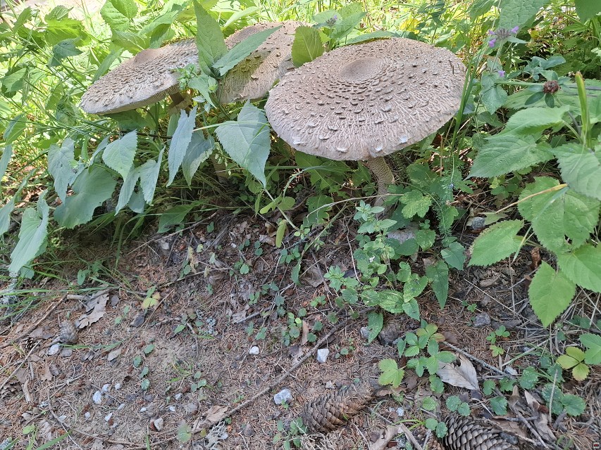 img00060.jpg