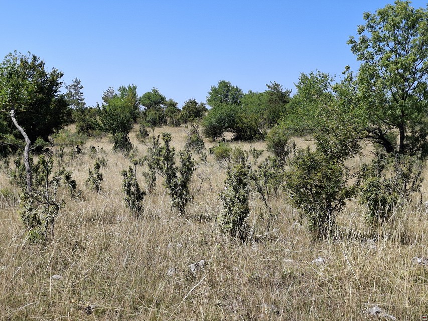 img00008.jpg