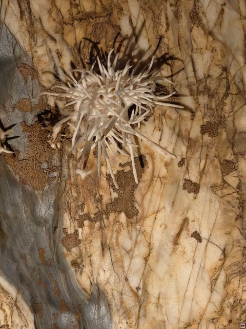 img00039.jpg