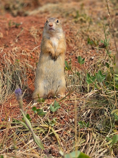 img00019.jpg