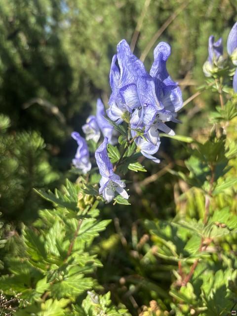 img00131.jpg