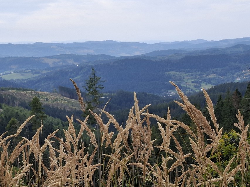 img00010.jpg