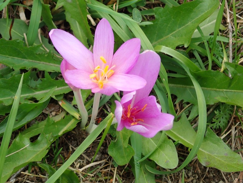 img00030.jpg